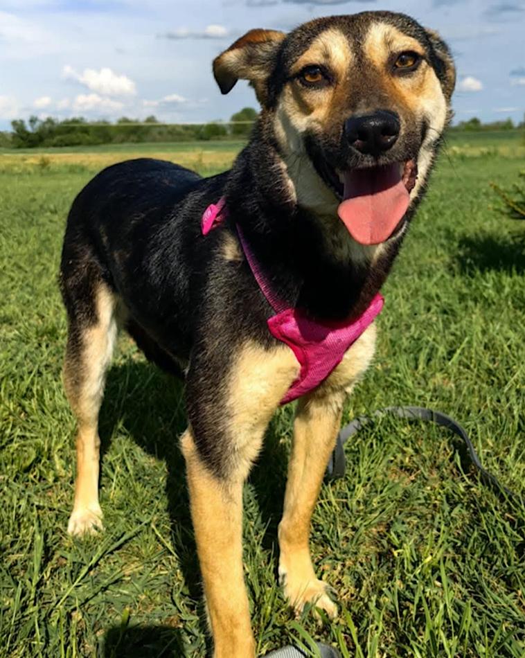 Winnie dog available for adoption