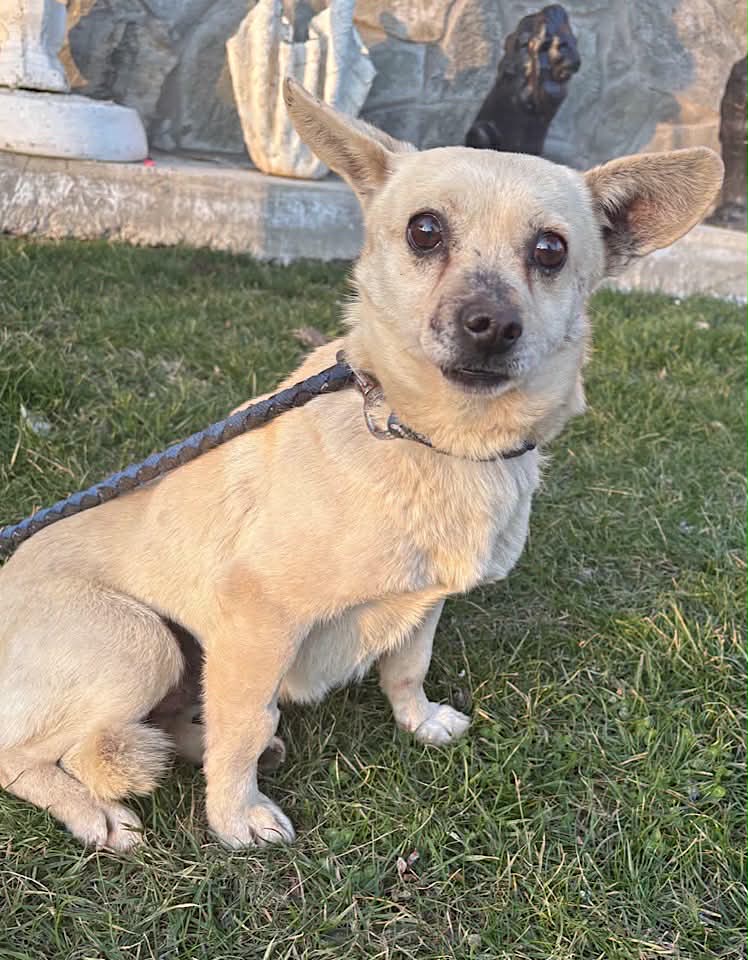 Paulie dog available for adoption