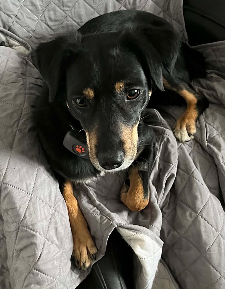 Paulie dog available for adoption