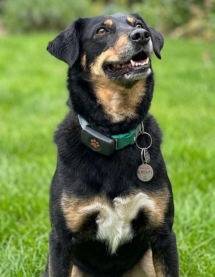 Winnie dog available for adoption