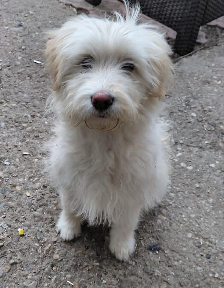 Winnie dog available for adoption