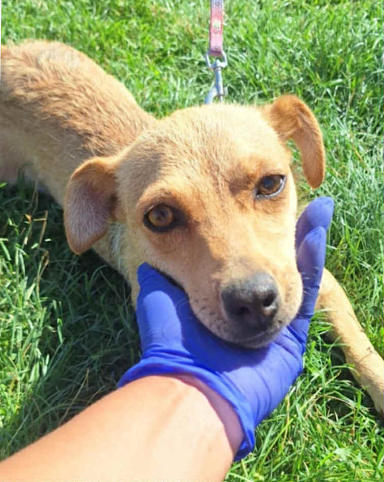 Paulie dog available for adoption