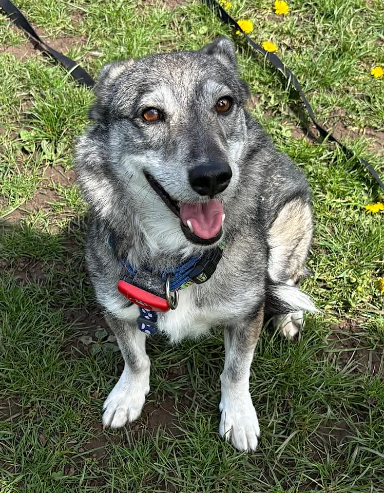 Paulie dog available for adoption