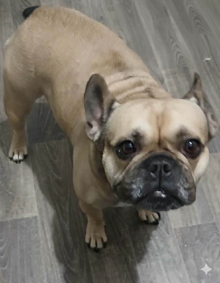 Winnie dog available for adoption