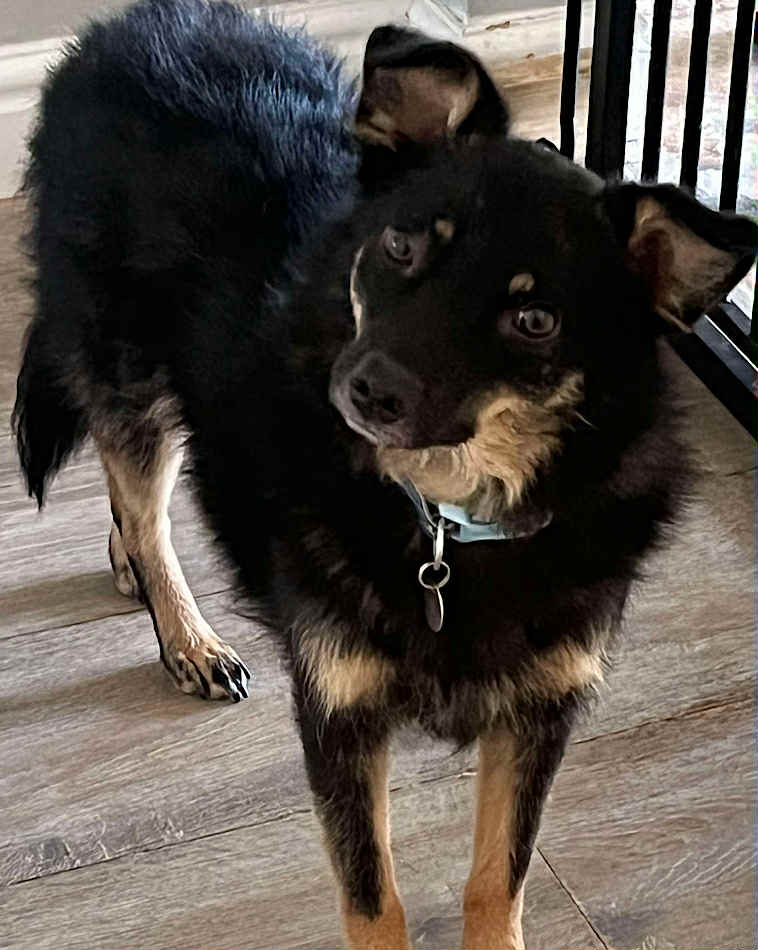 Winnie dog available for adoption