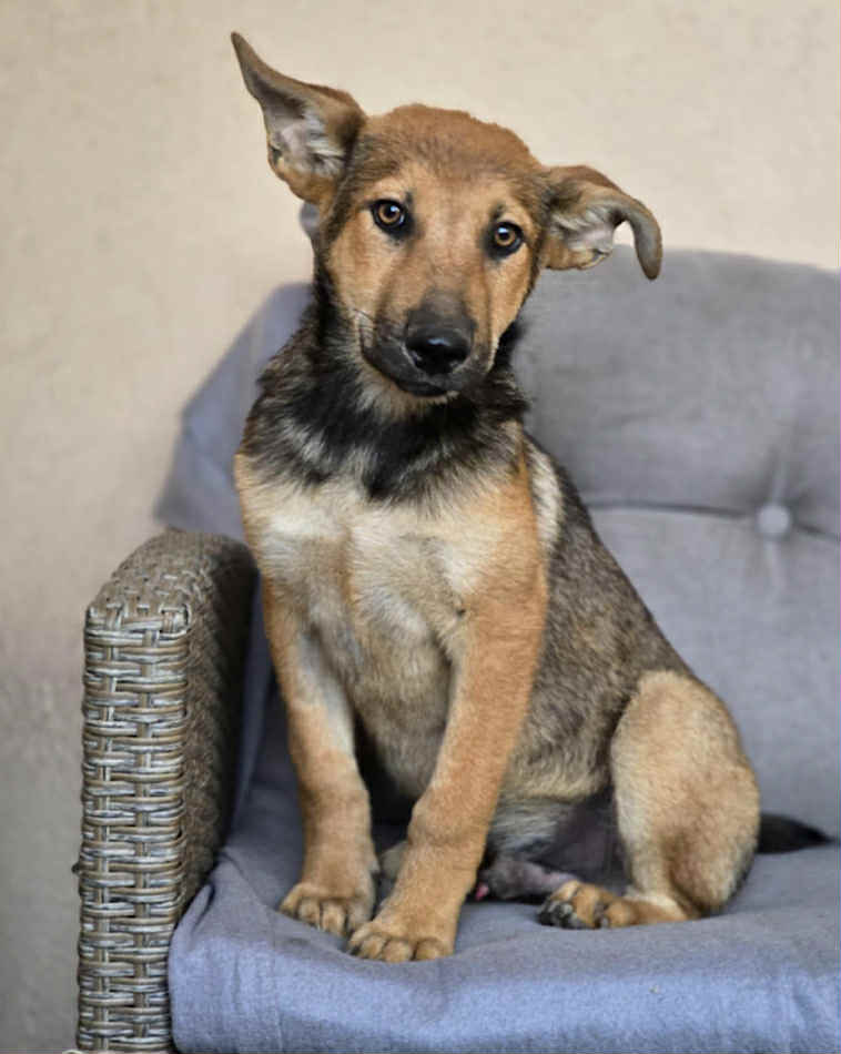 Paulie dog available for adoption