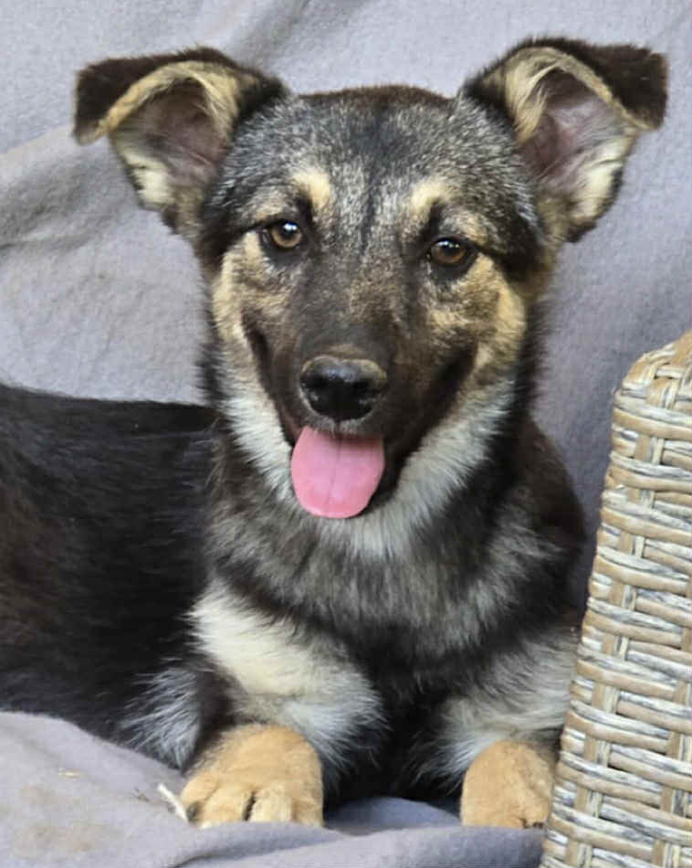 06f4e7c2-b63c-44f9-ab03-744ca1c21b42 Winnie dog available for adoption