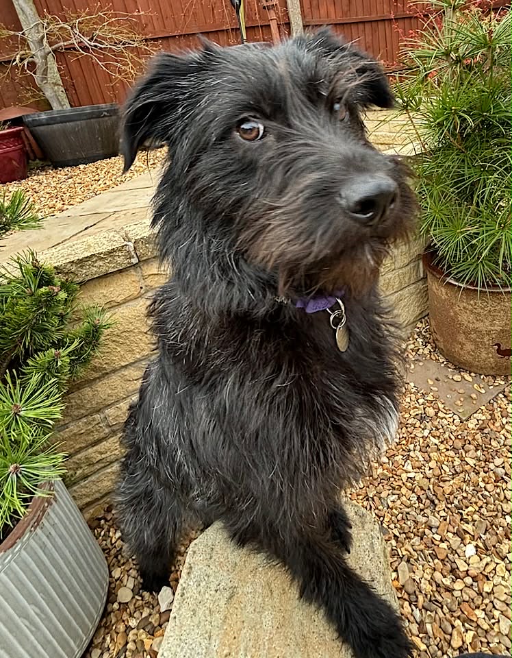 Paulie dog available for adoption