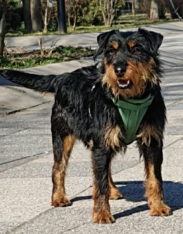 Paulie dog available for adoption