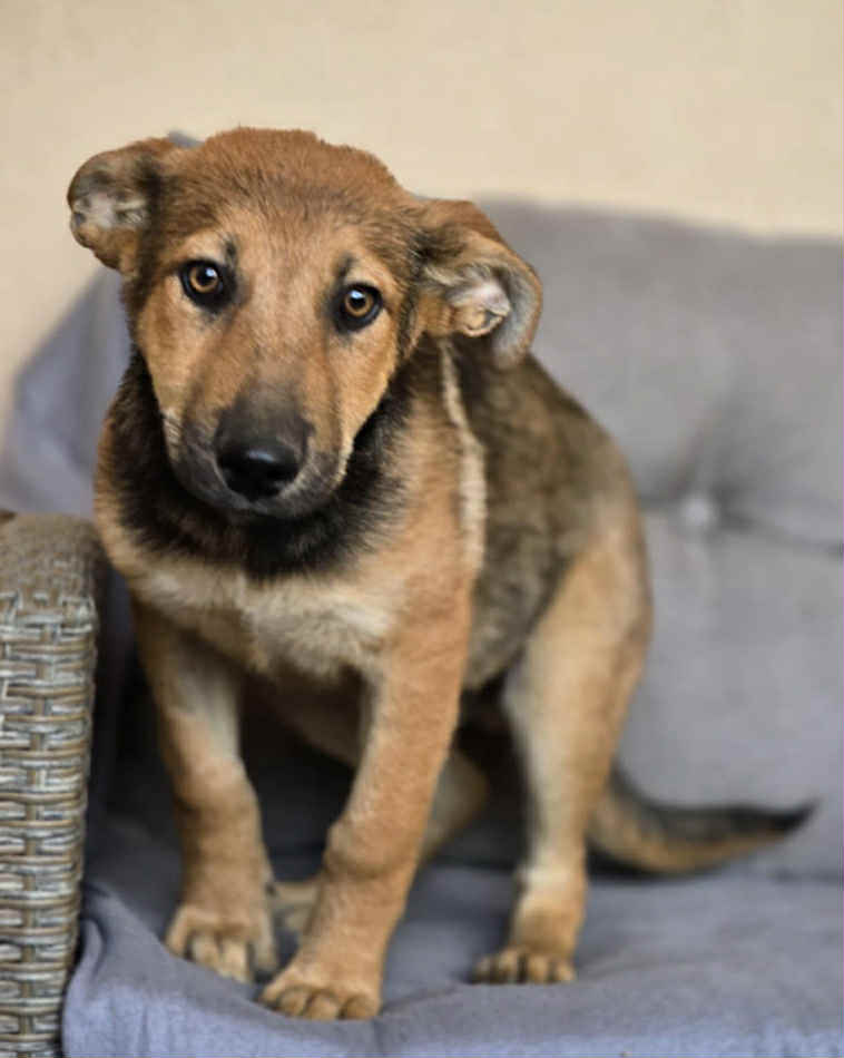 Paulie dog available for adoption