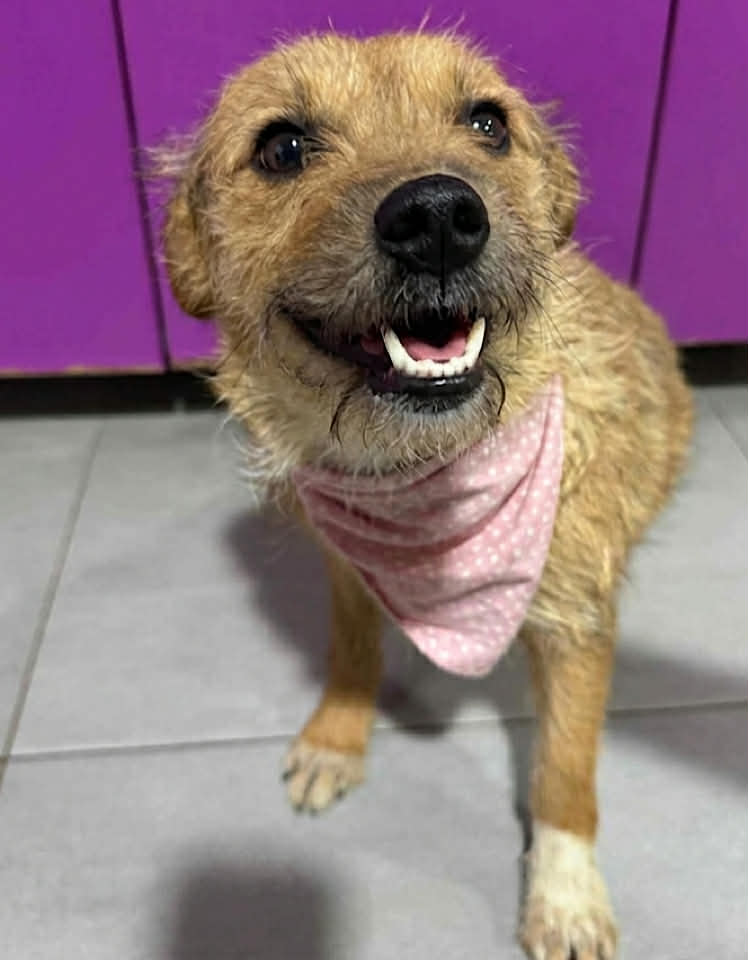 Winnie dog available for adoption