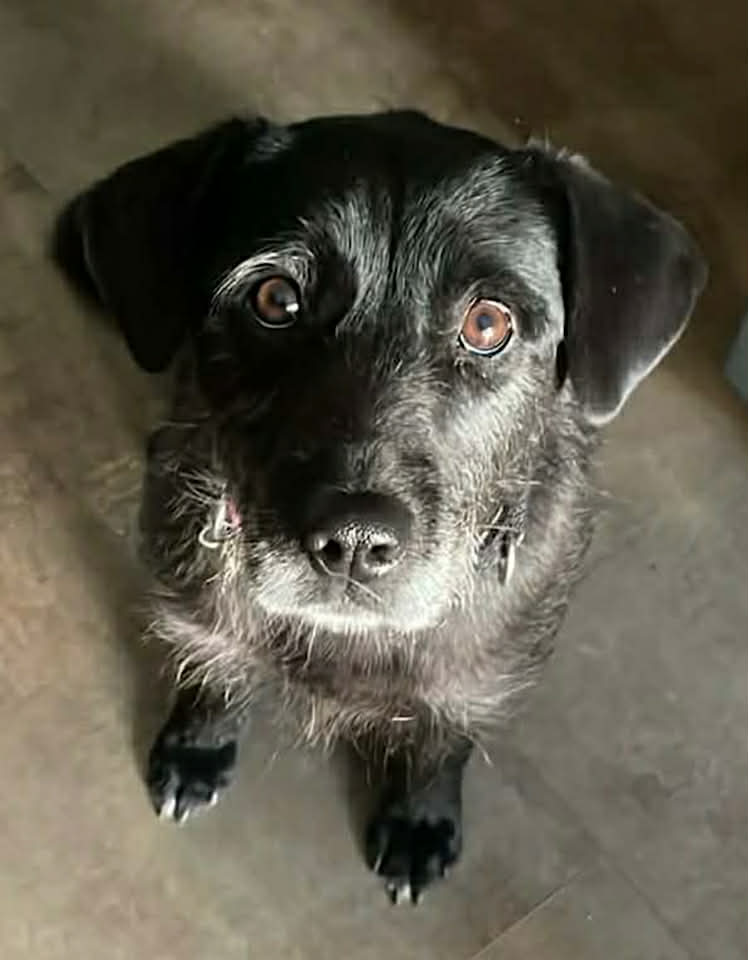 Paulie dog available for adoption