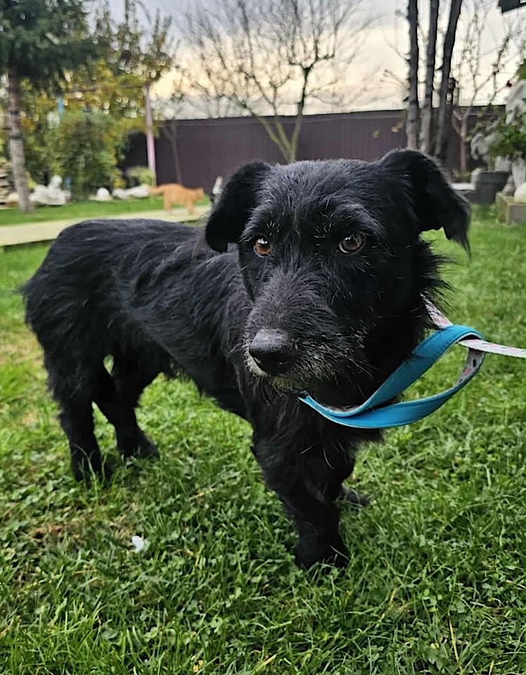 Paulie dog available for adoption