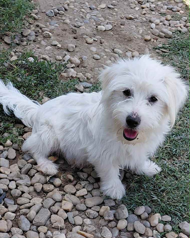 Paulie dog available for adoption