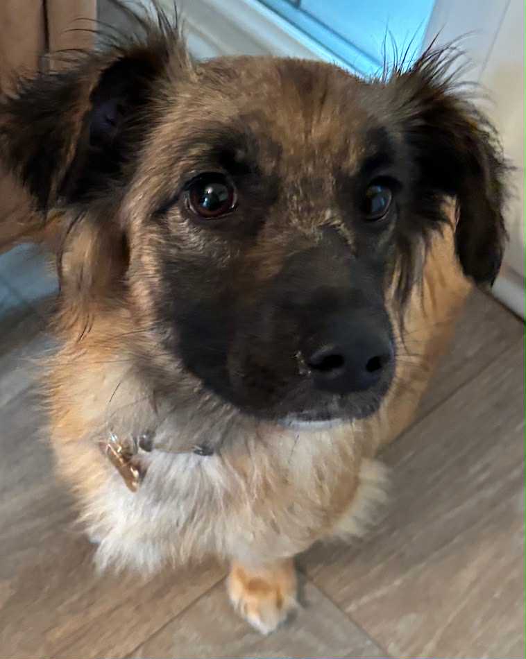 Paulie dog available for adoption