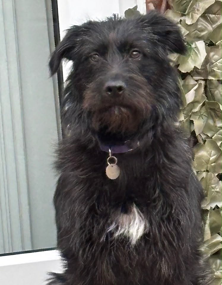 Paulie dog available for adoption