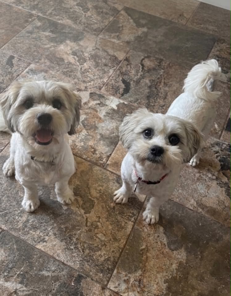 Two small, long‑haired dogs with light cream and grey fur stand close together on a path made of hexagonal paving stones, both looking toward the camera; the dog on the right has its tongue slightly out.