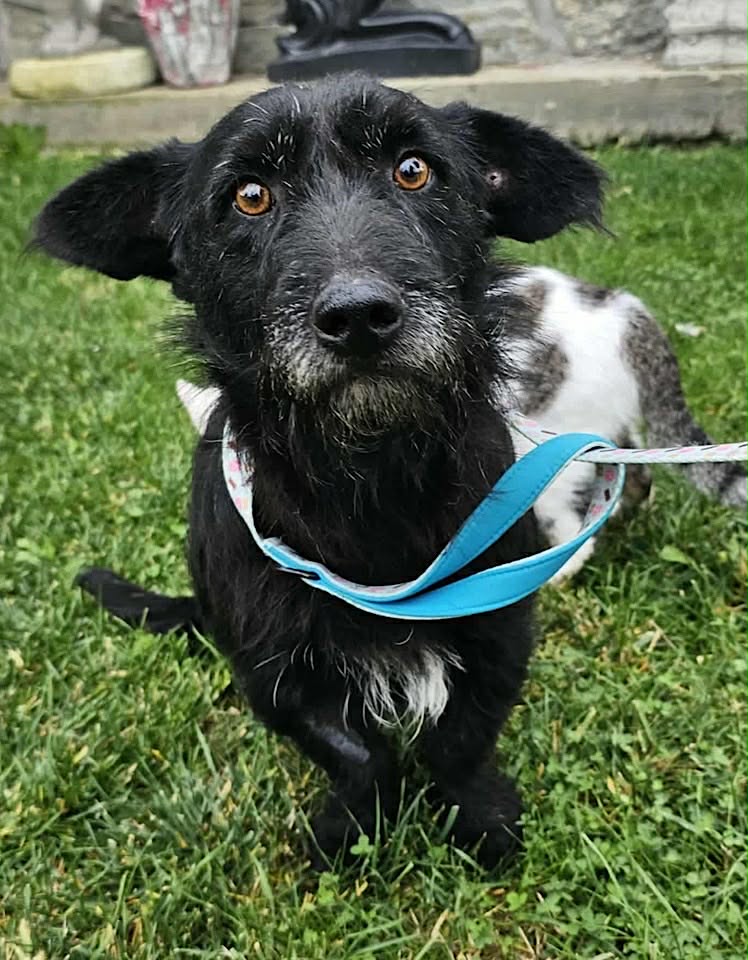 Winnie dog available for adoption