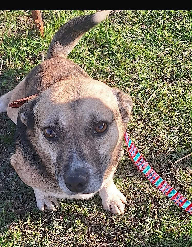 Paulie dog available for adoption