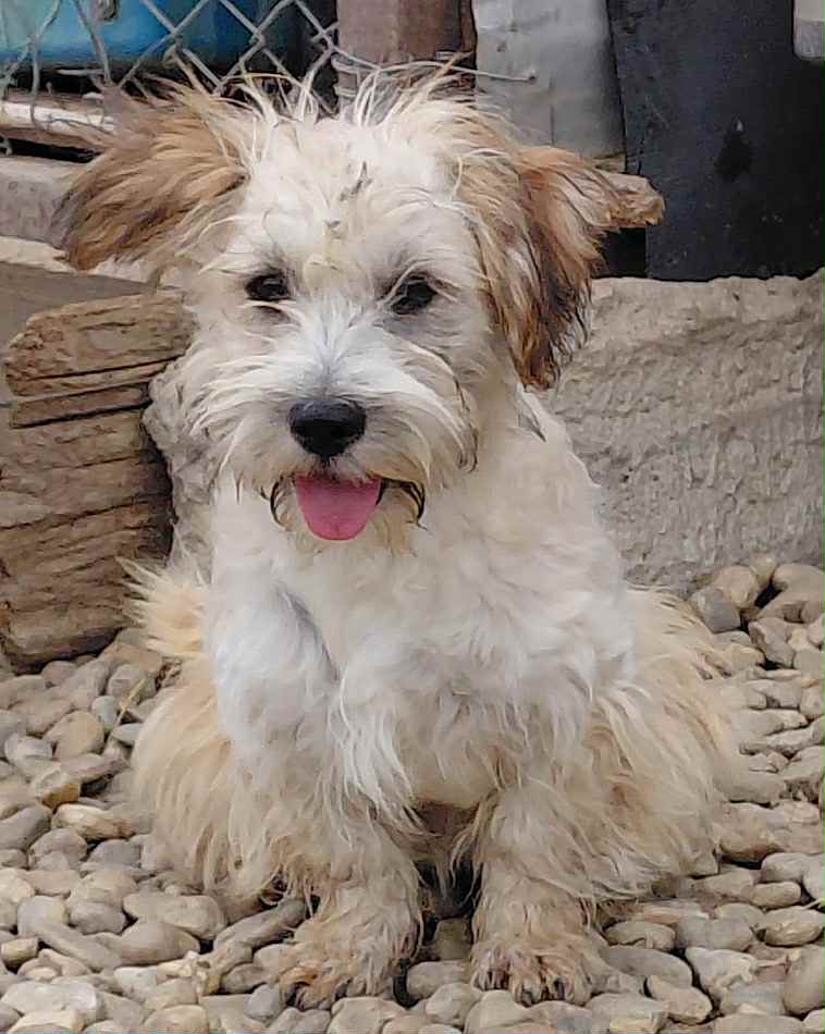 Winnie dog available for adoption