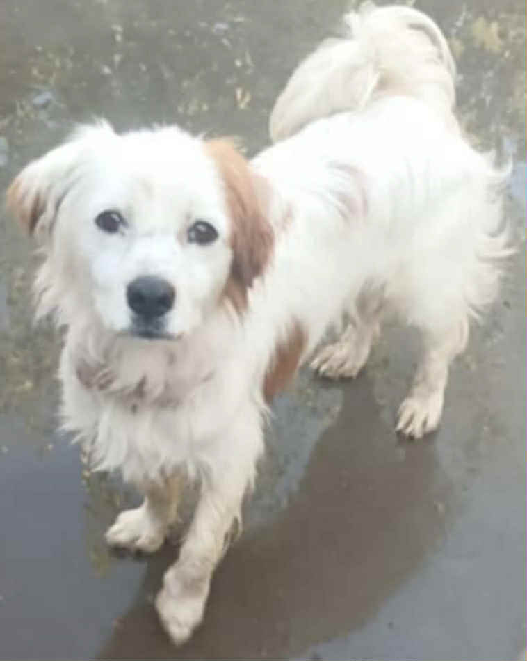 Paulie dog available for adoption