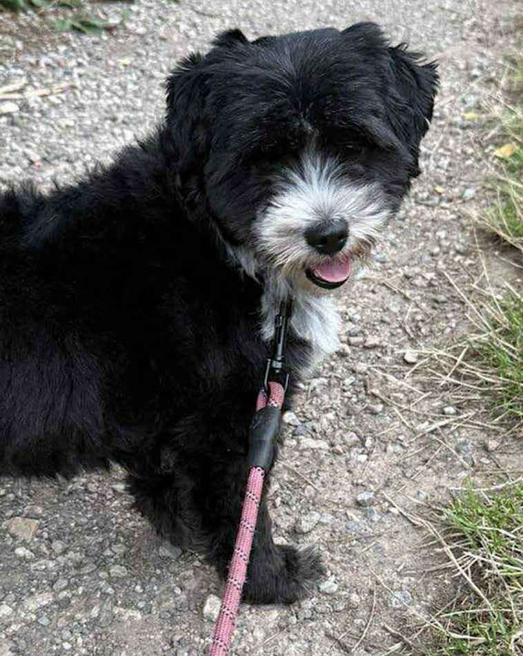 2476117b-b61a-49cb-915f-34961ad5a398 Winnie dog available for adoption