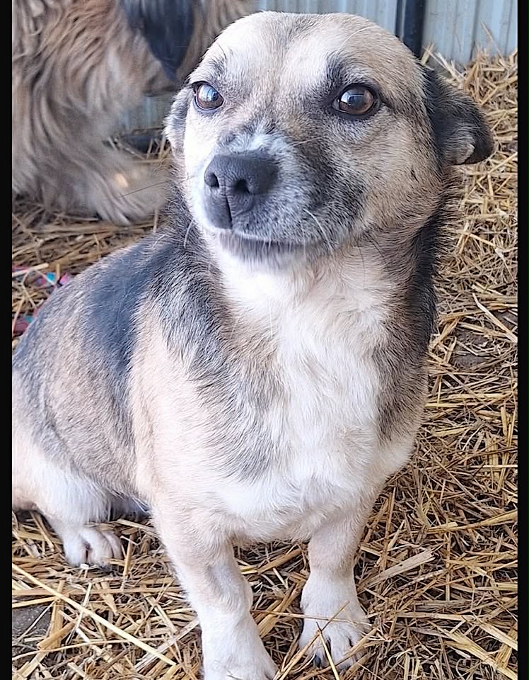 Winnie dog available for adoption