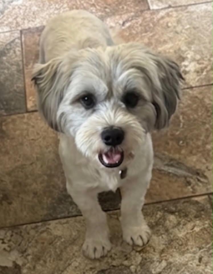 A small, fluffy dog with long white and light grey fur lies on a cracked concrete path, panting with its tongue visible; a second dog’s tail appears at the edge of the frame near a wooden structure and greenery.