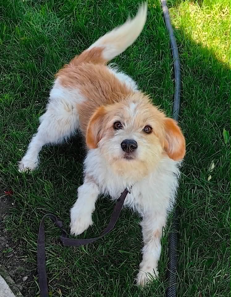 Small dog with light brown and white fur standing on a paved surface, looking up toward the camera, with a leash attached and snow piled along the edge of the path in the background.