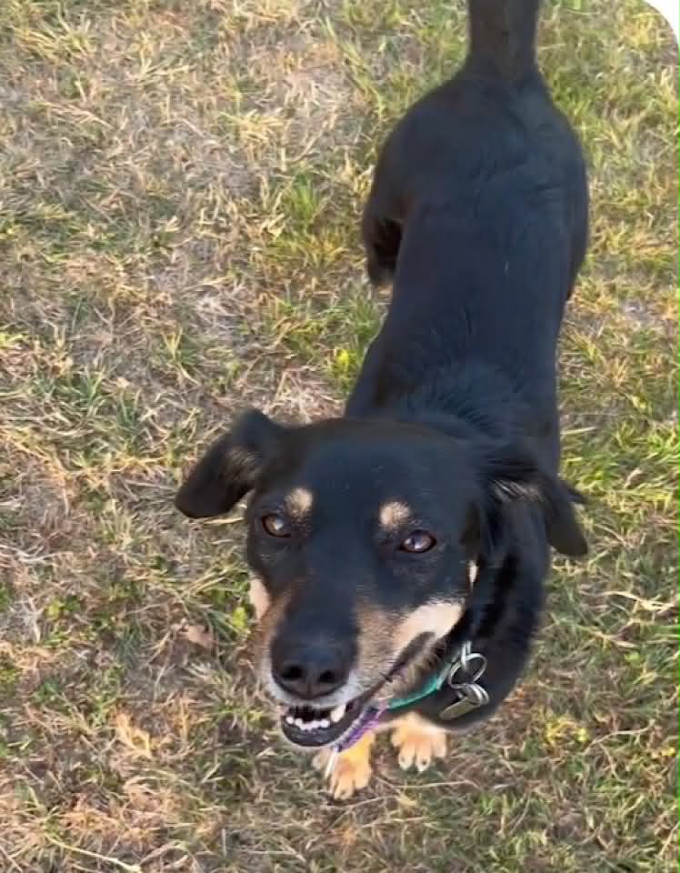 A black‑and‑tan dog lying on short green grass, wearing a collar with a paw‑print tag, with a multicoloured rope toy beside its front paws.