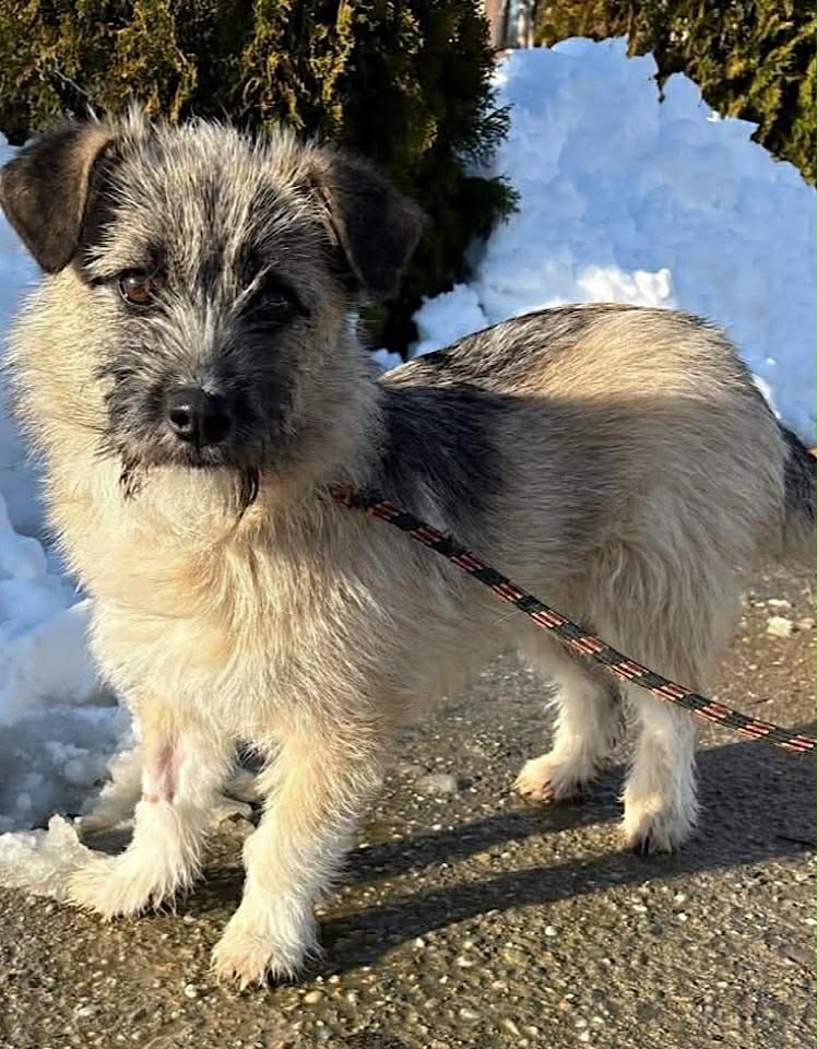 Paulie dog available for adoption