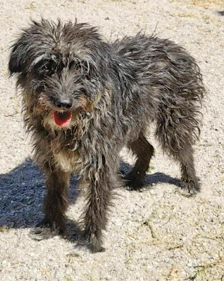 Winnie dog available for adoption
