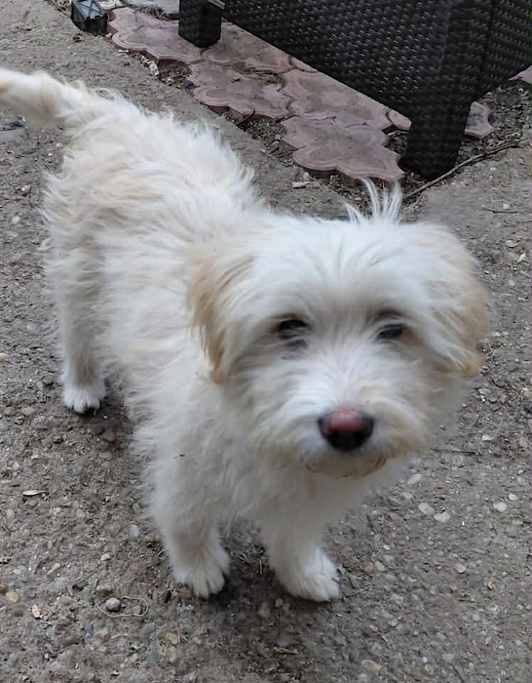 Paulie dog available for adoption