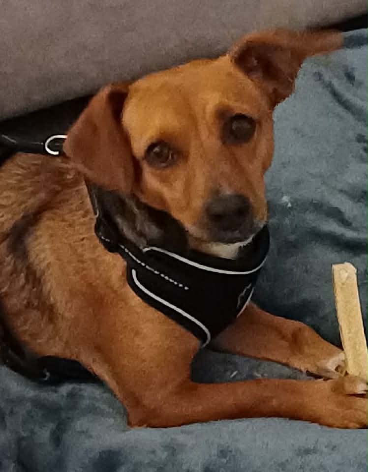 Florence, a black dog looking into the camera