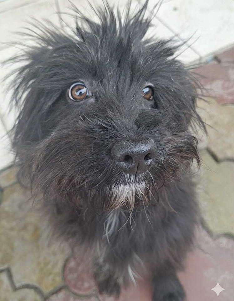 Paulie dog available for adoption