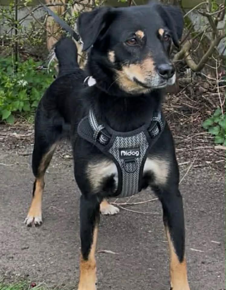 Paulie dog available for adoption