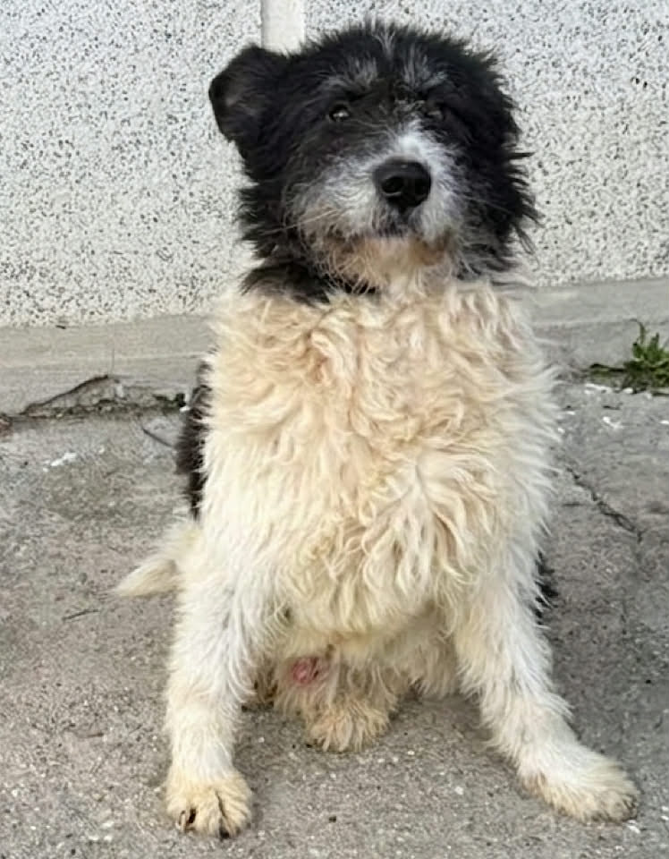 Paulie dog available for adoption