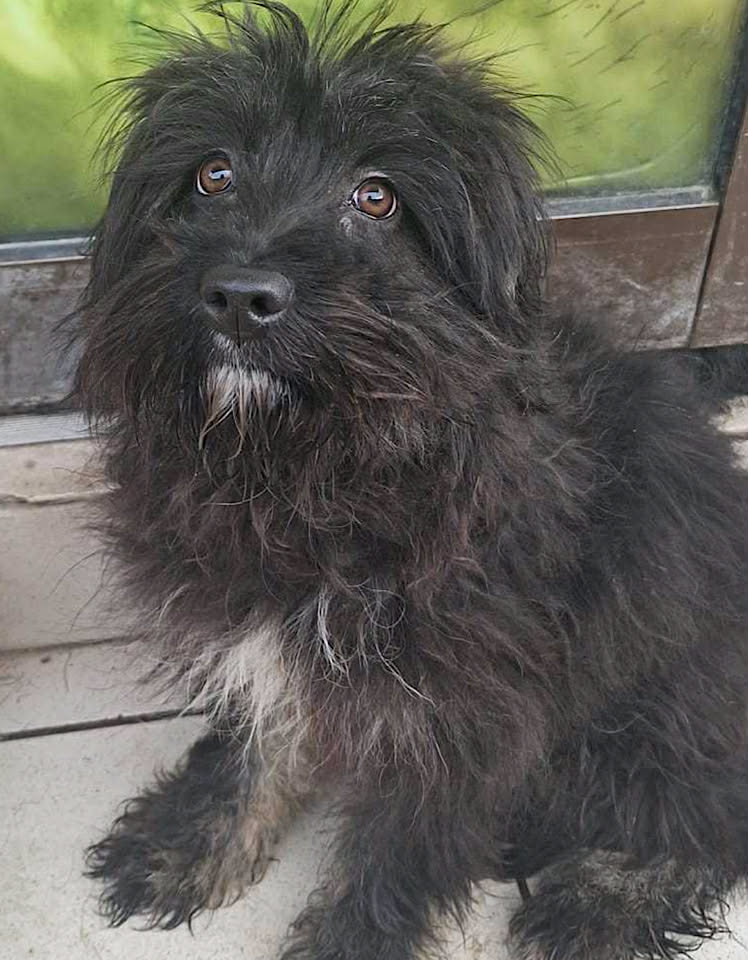 Paulie dog available for adoption