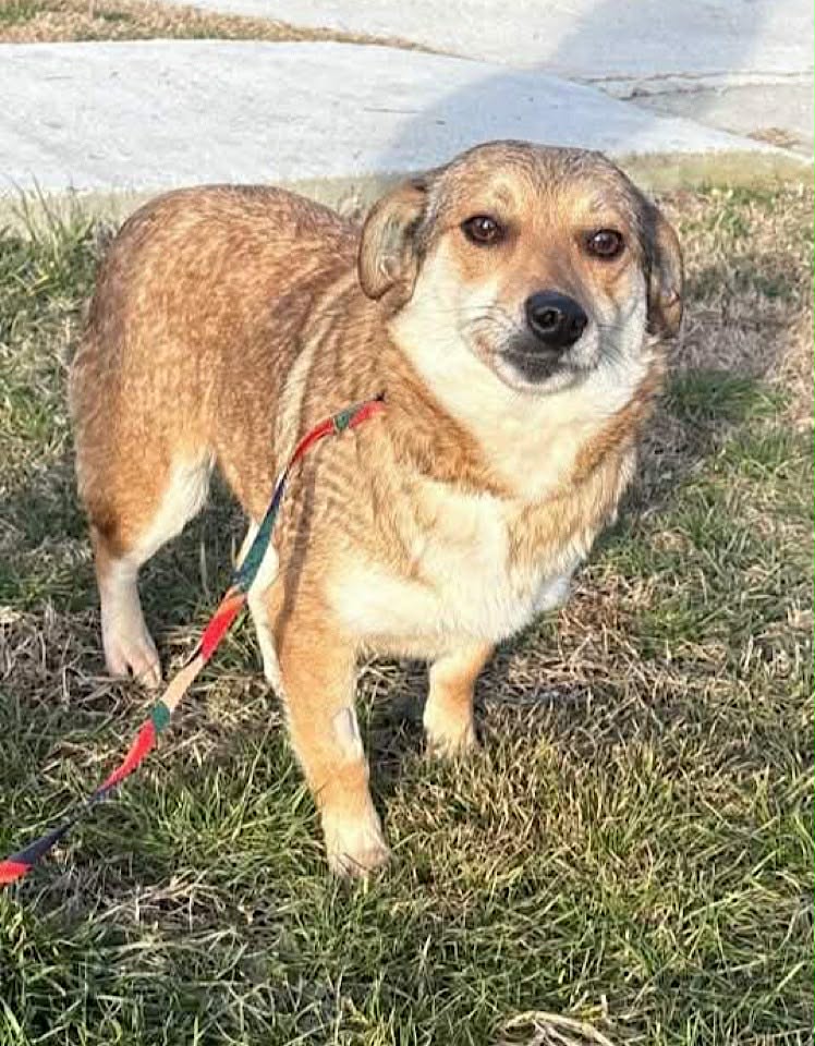 Winnie dog available for adoption