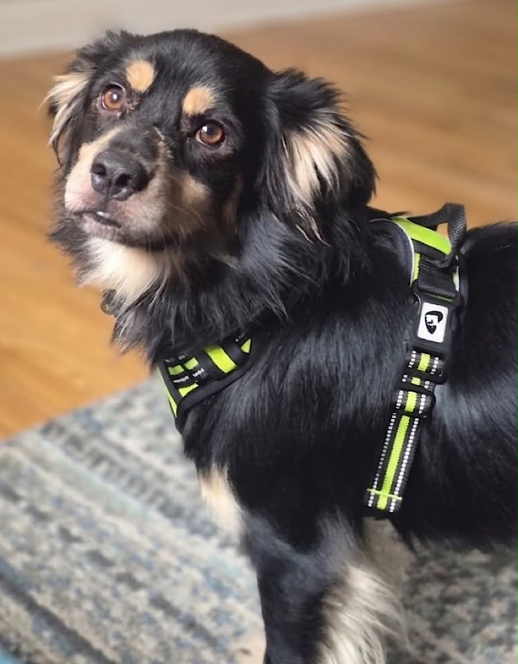 Small black-and-tan dog standing on green grass, looking towards the camera. 