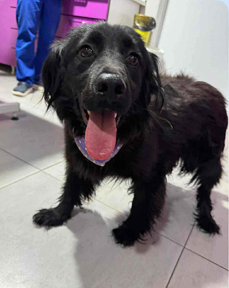 Paulie dog available for adoption