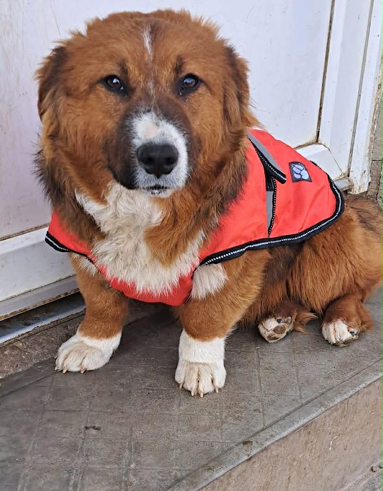 Paulie dog available for adoption