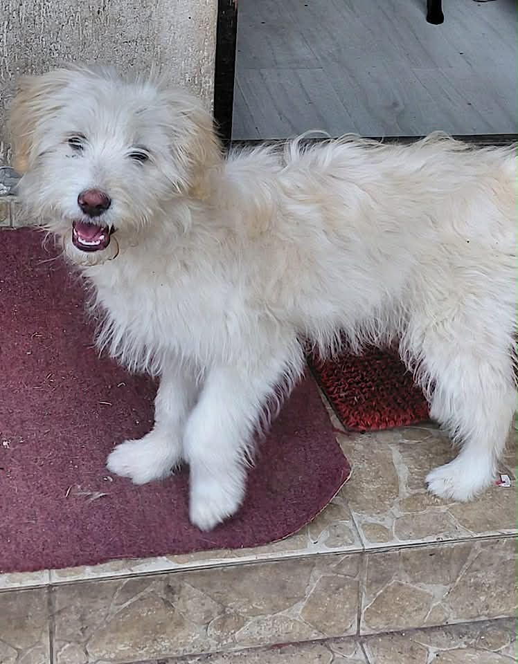 Paulie dog available for adoption