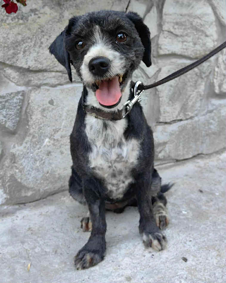 3ed21987-46ee-4a29-b86f-cdbfe9f853e2 Paulie dog available for adoption