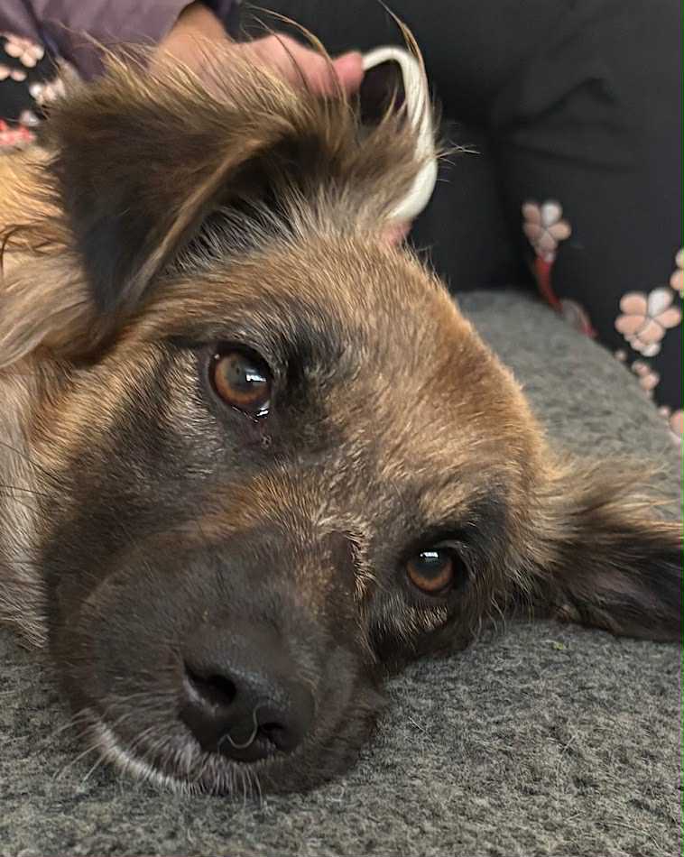 Paulie dog available for adoption