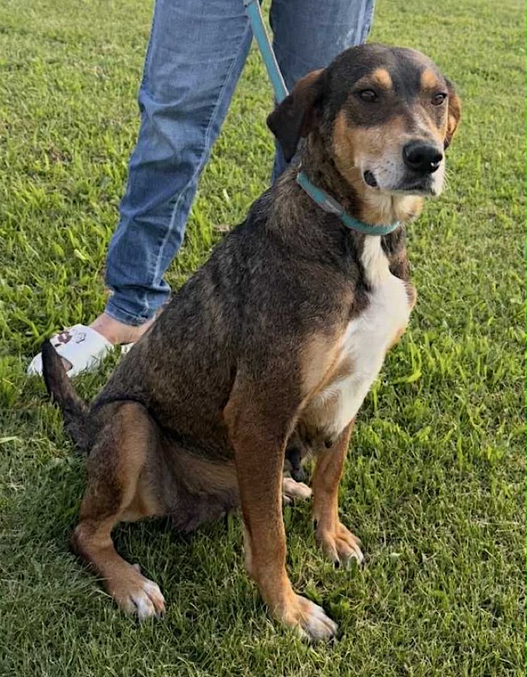 Winnie dog available for adoption