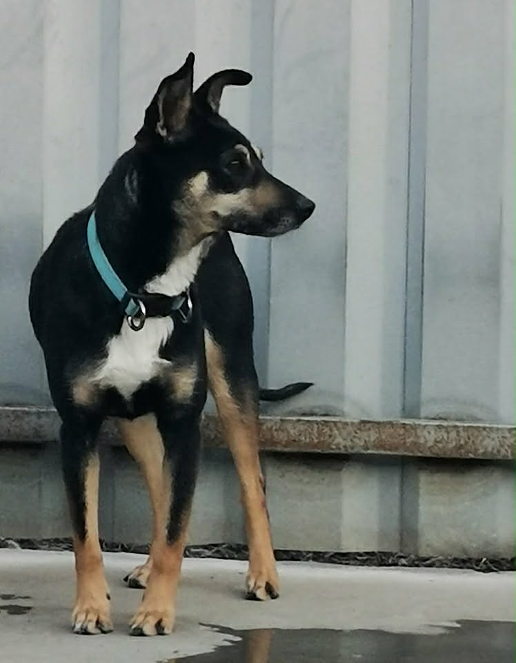 Paulie dog available for adoption