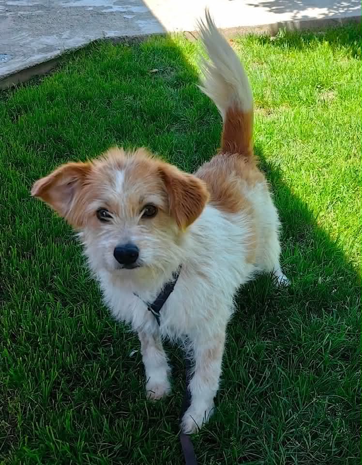 Small dog with light tan and white fur standing on a paved surface, looking up at the camera, with a green tint visible on one ear and a thin leash attached to its collar.