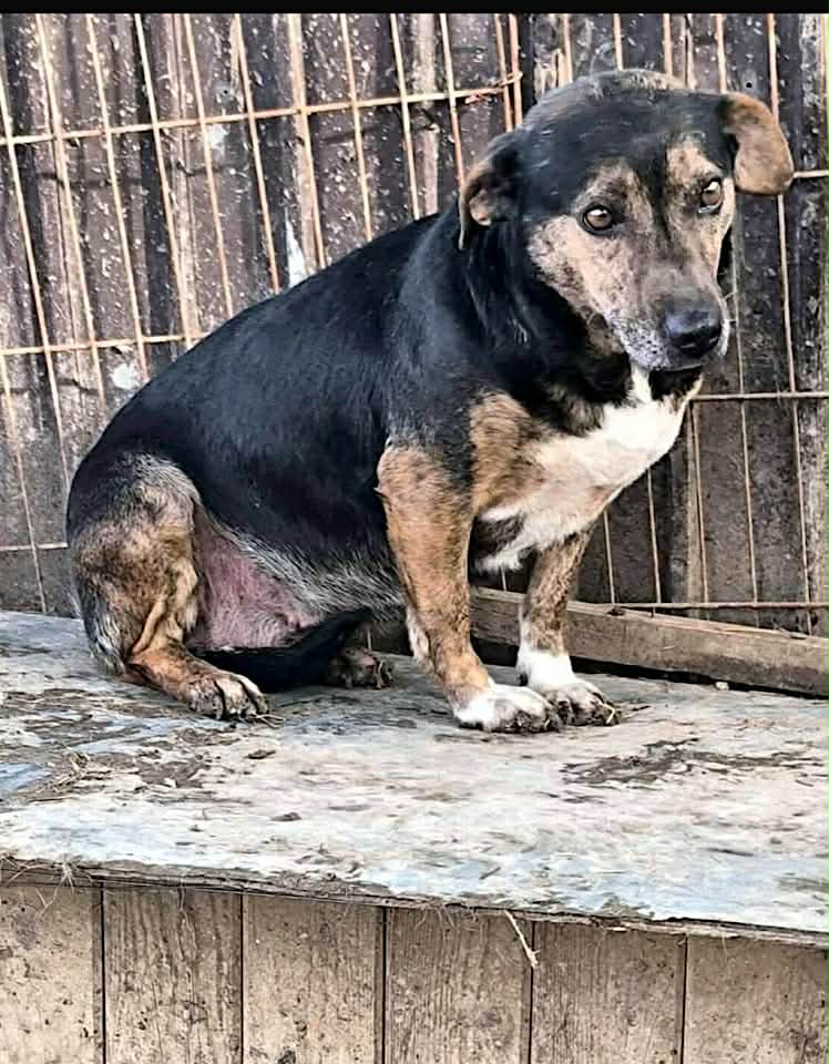 Paulie dog available for adoption