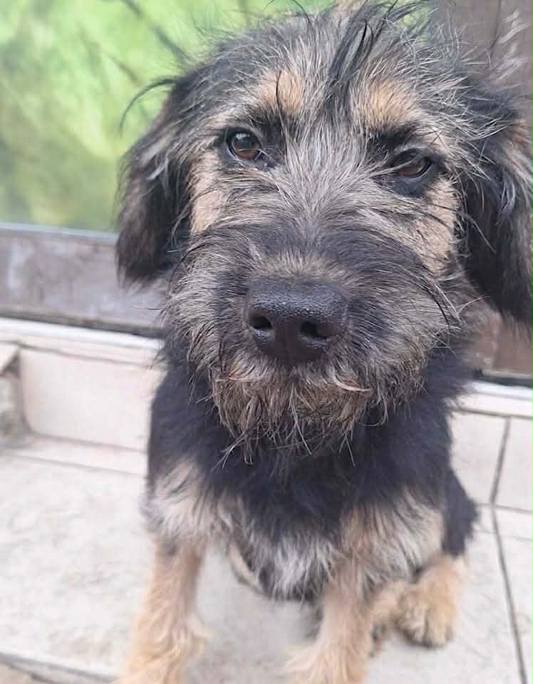 Winnie dog available for adoption